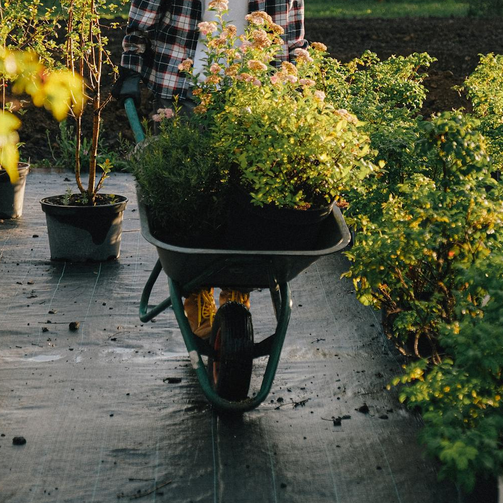 Lawn And Garden